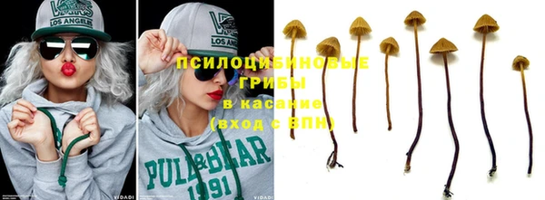 стаф Богданович