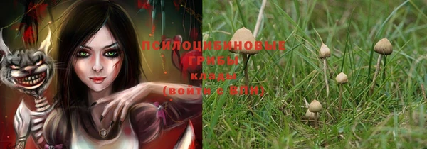 стаф Богданович